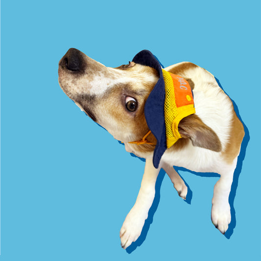 NAC Dog Hat / Small