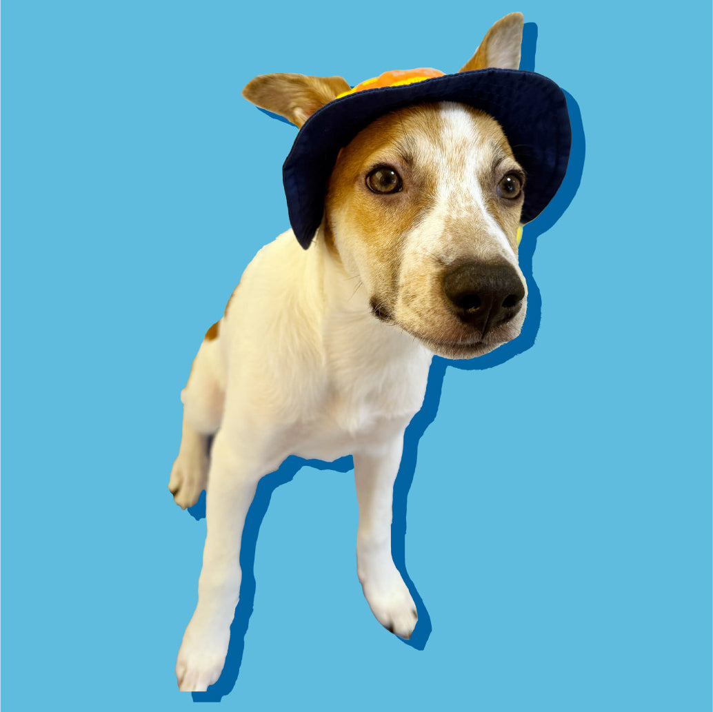 NAC Dog Hat / Small
