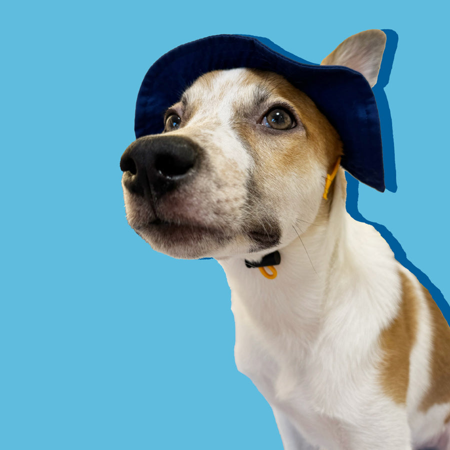 NAC Dog Hat / Small